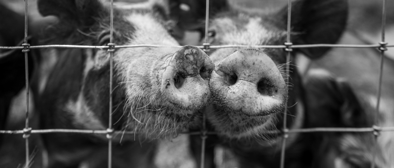 pig pic
